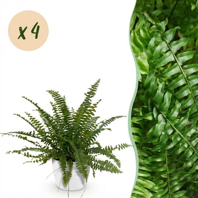 Plantenboetiek.nl | Nephrolepsis exaltata Green Lady - Varen - Huisdiervriendelijke Plant - Groen - 4 Planten - met Potter Wit - Ø12cm - 25cm hoog - Kamerplant - Arrangement - Plant met pot
