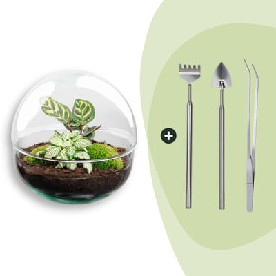 Terrarium - Dome - ↑ 20 cm - Ecosysteem plant - Kamerplanten - DIY planten terrarium - Mini ecosysteem + Hark + Schep + Pincet