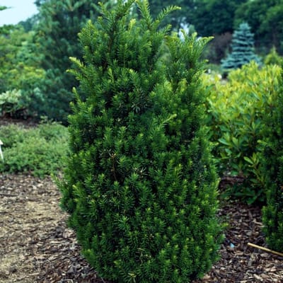 Plants Online BV - Planten - Tuinplanten - Heesters - Set van 1 - Taxus media 'Hillii'