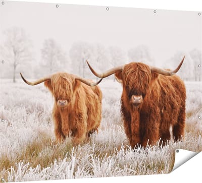 Gards Tuinposter Twee Schotse Hooglander Koeien in de Wei - 160x120 cm - Tuindoek - Tuindecoratie - Wanddecoratie buiten - Tuinschilderij