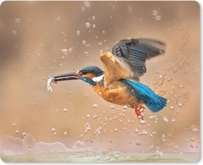 Muismat IJsvogel - IJsvogel vliegt weg met een vis muismat rubber - 23x19 cm - Muismat met foto