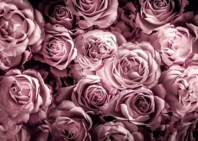 Rozen Poster - Bloemen Kunst - Muur Decoratie - Satijnen Afwerking - 40x50 cm - Roze