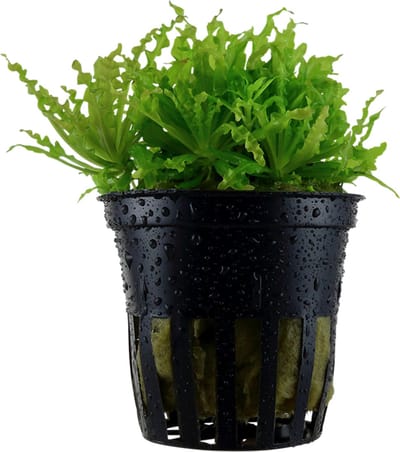 Moerings Pogostemon Helferi | Thai waterkastanje | in 5 cm pot
