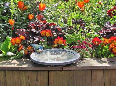 Famanu Oasis vogelbad voor kleinere vogels, zoogdieren en insecten. 300mm diameter en 55mm diep.