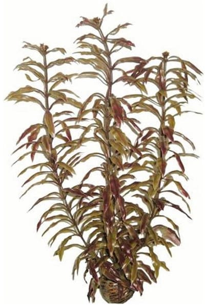 Superfish easy plants hoog nr. 3, van plastic 30 cm - 1 ST