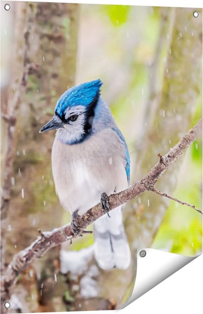 Gards Tuinposter Blauwe Gaai Vogel in de Sneeuw - 60x80 cm - Tuindoek - Tuindecoratie - Wanddecoratie buiten - Tuinschilderij