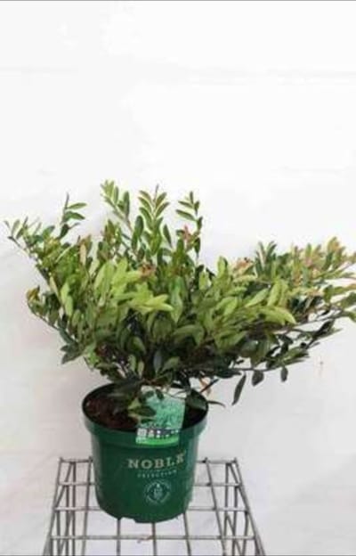 Distylium myr. 'Blue Cascade'® - Distylium 40- 50 cm in pot