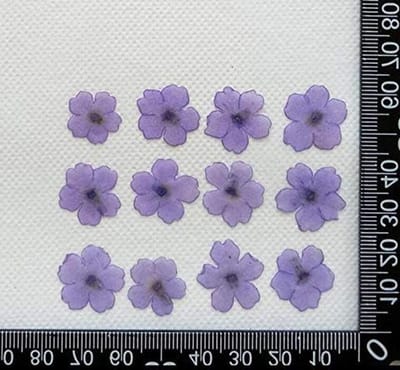 Gedroogde Bloemen - Miniatuur Plantjes - Hobby Knutselen - Natuurlijke Decoratie - 1-2cm - Paars