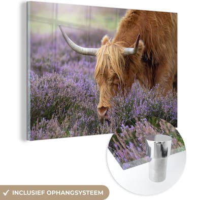 MuchoWow® Glasschilderij 120x80 cm - Schilderij acrylglas - Schotse Hooglander - Dieren - Heide - Foto op glas - Schilderijen