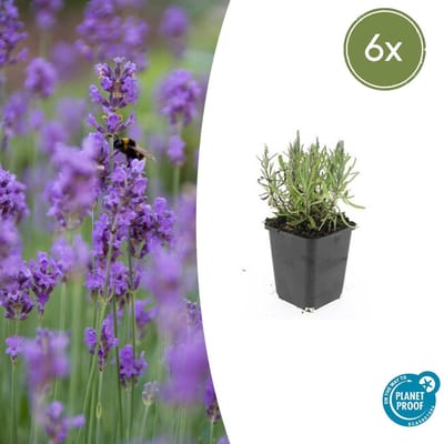 Tuinplantenshop.com | Lavandula ang. 'Munstead' | 6 stuks - Ø9cm - 10-25cm hoog - Tuinplant