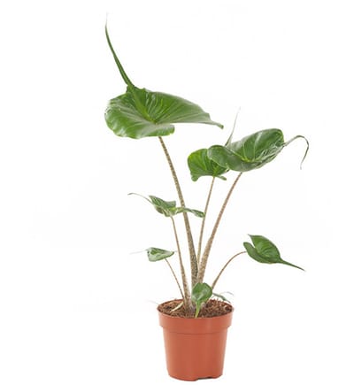 JUNAVERA Alocasia macrorrhizos Stingray terrarium plant en kamerplant | 12 cm pot | 45 cm hoog