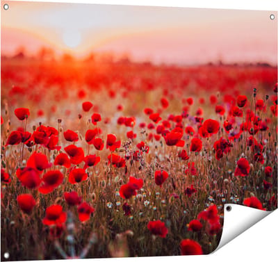 Gards Tuinposter Rode Klaprozen Bloemenveld Zonsondergang - 100x80 cm - Tuindoek - Tuindecoratie - Wanddecoratie buiten - Tuinschilderij
