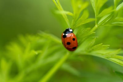 Lieveheersbeestje wenskaart – Geluksbrenger uit de natuur | Kleintje Fotografie l blanco