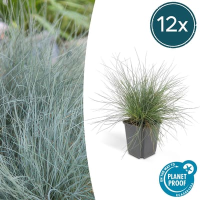 Trendyplants - Festuca glauca 'Elijah Blue' - 12 stuks - Blauw zwenkgras - Winterhard - Hoogte 10-30 cm - Potmaat Ø9cm