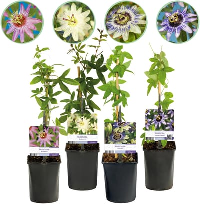 Plantenboetiek.nl | Passiebloem - Passiflora Rainbow - Bloem Roze Wit Paars Groen - Weinig onderhoud - 4 planten - Ø10cm - 30-40cm hoog - Tuinplant