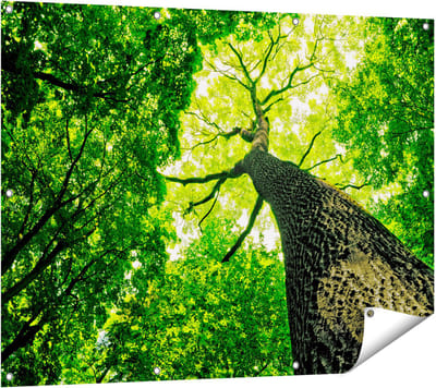 Gards Tuinposter Boom in het Bos met Fel Groene Bladeren - 120x90 cm - Tuindoek - Tuindecoratie - Wanddecoratie buiten - Tuinschilderij