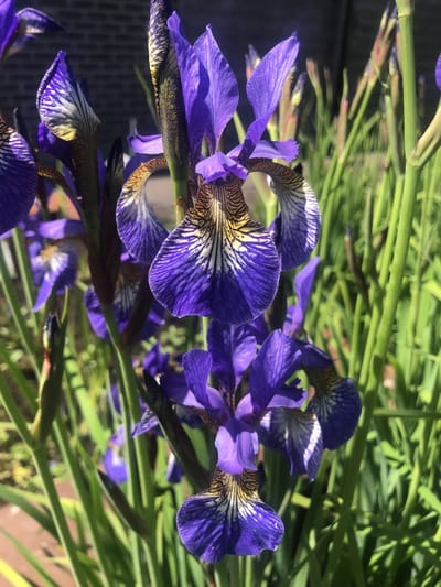 6x Baardloze Iris - Iris Siberica 'Blue King' | 9x9 cm pot