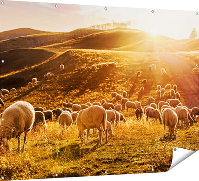 Gards Tuinposter Schapen in de Heuvels bij Zonsondergang - 160x120 cm - Tuindoek - Tuindecoratie - Wanddecoratie buiten - Tuinschilderij