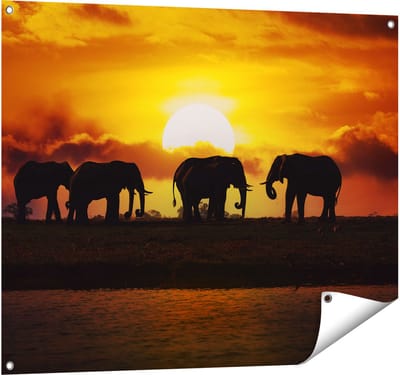 Gards Tuinposter Silhouet Olifanten tijdens Zonsondergang - 100x80 cm - Tuindoek - Tuindecoratie - Wanddecoratie buiten - Tuinschilderij