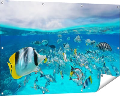Gards Tuinposter Zwerm Gele Vissen in het Water - 120x80 cm - Tuindoek - Tuindecoratie - Wanddecoratie buiten - Tuinschilderij