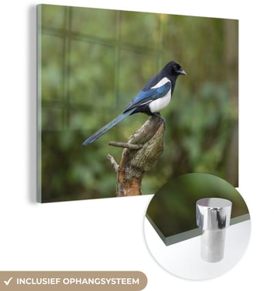 ® Glasschilderij 160x120 cm - Schilderij acrylglas - Ekster - Tak - Natuur - Foto op glas - Muurdecoratie woonkamer - Wanddecoratie slaapkamer - Schilderijen
