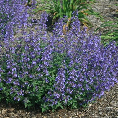 6x Nepeta faassenii 'Junior Walker'® Pot 9x9cm - Compacte en sierlijke planten