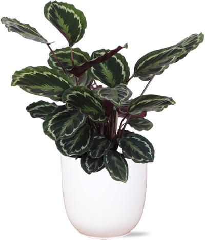 Calathea Medaillon Ø21cm - 70cm in Boule WIT pot