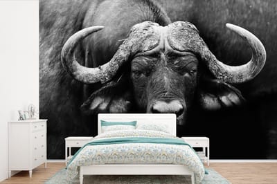 Behang - Fotobehang Dieren - Buffalo - Zwart - Wit - Portret - Breedte 525 cm x hoogte 350 cm