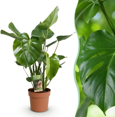 Green BoutiQ - Kamerplanten - Monstera Deliciosa - Gatenplant - Weinig onderhoud - Groen - 1 Plant - Pot 21cm - Hoogte 70-80cm