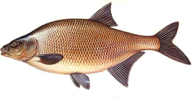 Sticker Brasem 53 cm Vis Vissticker