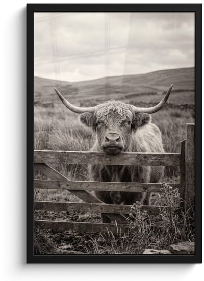 Poster in lijst - Fotolijst 40x60 cm - Posters - Schotse hooglander - Zwart - Wit - Hout - Posterlijst zwart - Decoratie - Wanddecoratie woonkamer - Muurdecoratie slaapkamer