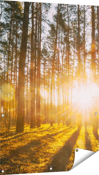 Gards Tuinposter Zonsopkomst in het Bos tussen de Bomen - 80x120 cm - Tuindoek - Tuindecoratie - Wanddecoratie buiten - Tuinschilderij