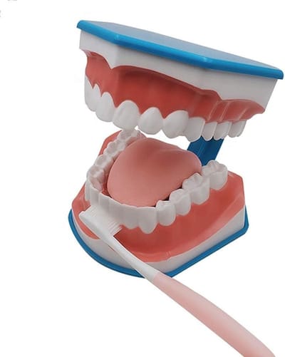 Tandmodel - Oefenmodel Mond - Tandenpoetsen Leren - 28 Zachte Tanden - 19 x 16 cm - Blauw