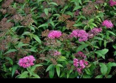 Spiraea jap. 'Anthony Waterer' - Spierstruik, Japanse Spirea 40- 50 cm in pot
