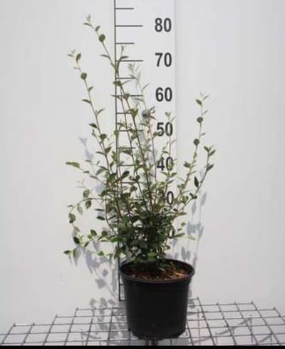 2 x Cotoneaster franchetii - Dwergmispel 60- 80 cm in pot