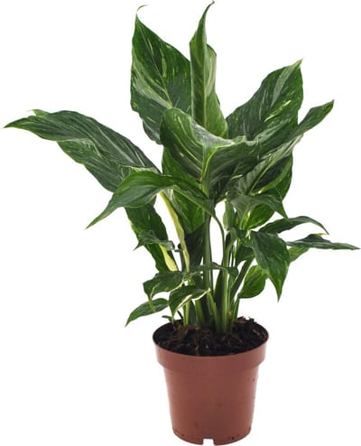 Plantenboetiek.nl | Spathiphyllum Diamond - Ø12cm - 30-40cm hoog - Kamerplant - Groenblijvend