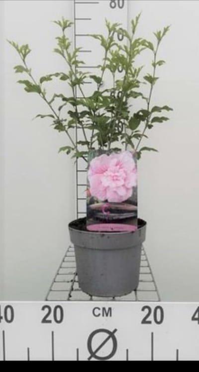 Hibiscus syr. 'Pink Giant'® ( 'flogi'®) - Tuinhibiscus, Altheastruik 40- 60 cm in pot