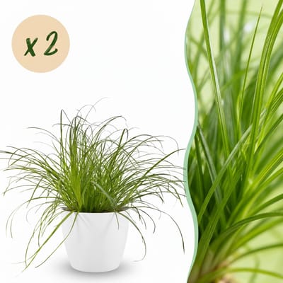 Plantenboetiek.nl | Cyperus alternifolius Zumula - Kattengras - Huisdiervriendelijke Plant - Groen - 2 Planten - met Potter Wit - Ø12cm - 20cm hoog - Kamerplant - Arrangement - Plant met pot