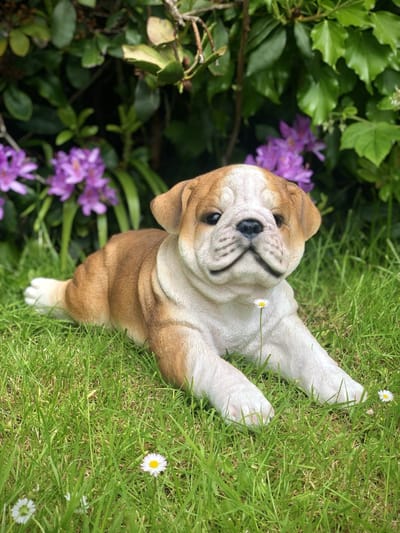 Engelse Buldog liggend 22 cm hoog - hond - dog - polyester - polyresin - polystone - hoogkwalitatieve kunststof - decoratiefiguur - interieur - accessoire - voor binnen - cadeau - geschenk - tuinfiguur - tuinbeeldje - tuindecoratie