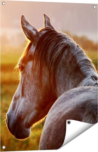 Gards Tuinposter Paard in de Weide tijdens Zonsondergang - 60x80 cm - Tuindoek - Tuindecoratie - Wanddecoratie buiten - Tuinschilderij