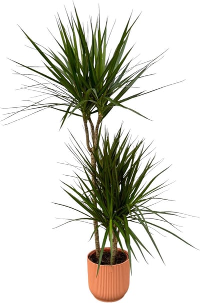 Plantenboetiek.nl | Dracaena Marginata inclusief elho Vibes Fold Round roze - Ø21cm - 110-120cm hoog - Kamerplant - Complete set - Plant met pot
