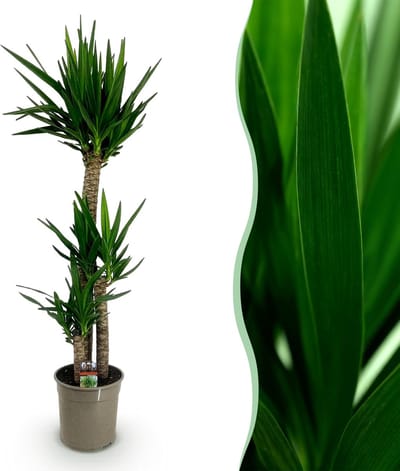 Plantenboetiek.nl | Yucca elephantipes - Yucca - Weinig onderhoud - Groen - Ø24cm - 125-140cm hoog - Kamerplant - Groenblijvend