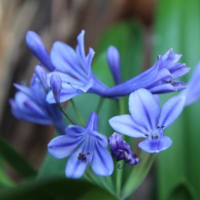 6x Agapanthus 'Brillant Blue'® Pot 9x9cm - Prachtige blauwe bloemen voor in de tuin
