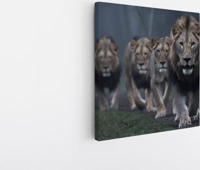 Saammp Canvas Schilderij - Leeuwen familie op pad - Dieren - Natuur - 20x20 - Foto op canvas - Wanddecoratie - Muurdecoratie Woonkamer - Slaapkamer decoratie - Canvas Print