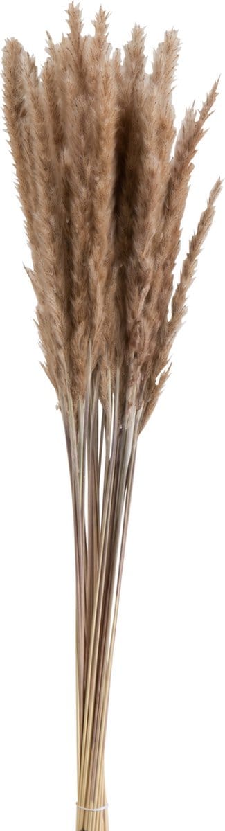 J-Line droogbloemen Bundel Pennisetum - gedroogd gras - bruin - 2 stuks