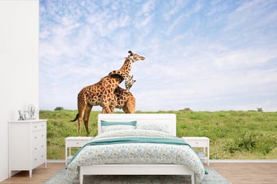 Behang - Fotobehang Twee giraffen zijn aan het knuffelen - Breedte 330 cm x hoogte 220 cm