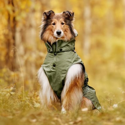 Rukka Pets Streamy ECO Raincoat - Trendy hondenregenjas - Gerecycled materiaal - Opening voor riem of harnas - Afneembare capuchon - Olijfgroen - In 9 maten - Kleur: Olijf, Maat: Maat 65