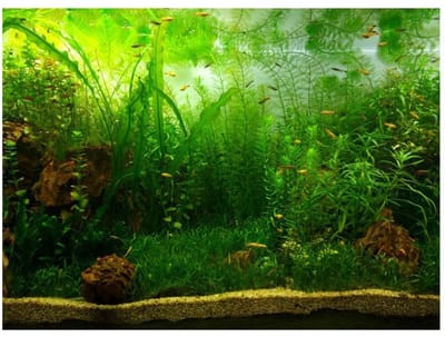 Dailygoods- Aquariumdecoratie HD-afbeeldingen - Zelfklevende Poster - Achtergrond Decoratie - Watergras Stijl - Residuvrije Verwijdering - Geschikt voor de meeste Aquaria (61 x 30 cm) - Achtergrondposter