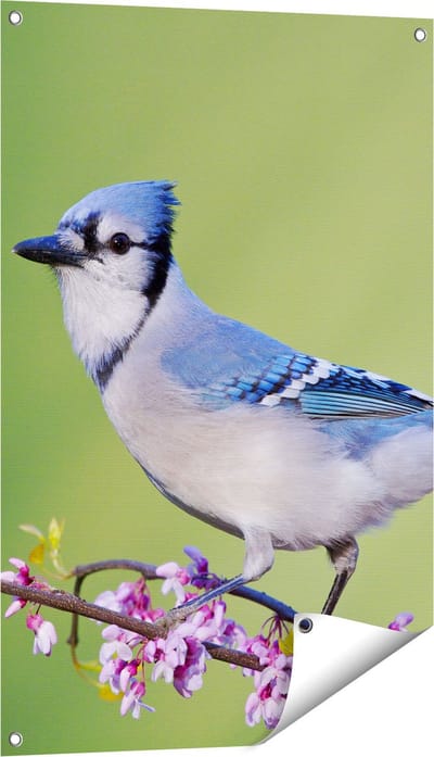 Gards Tuinposter Blauwe Gaai Vogel op een Tak - Kleur - 60x90 cm - Tuindoek - Tuindecoratie - Wanddecoratie buiten - Tuinschilderij