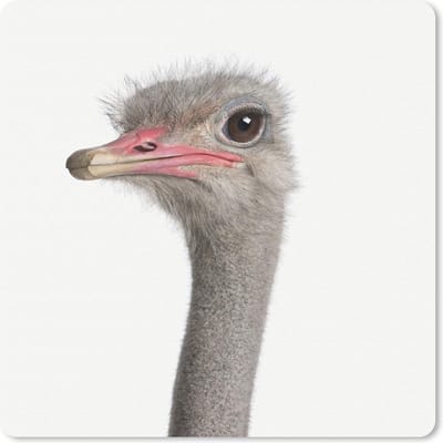 Muismat 20x20 cm - Mousepad Dieren - Portret - Struisvogel - Muismatten